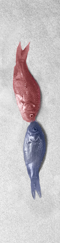 "One Fish, Two Fish, Red Fish, Blue Fish" by Justin Solitrin